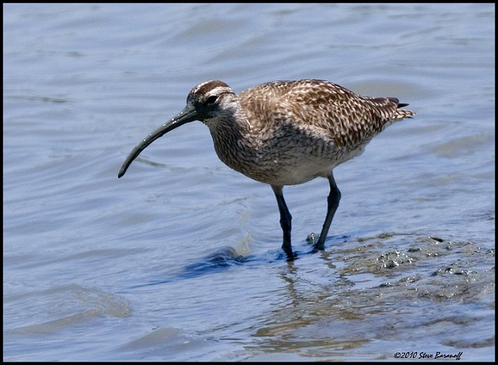 _0SB3001 whimbrel.jpg